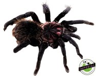 Colombian-Lesser-Black-Tarantula-for-sale.jpg