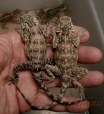 Andrew's  juvie Agama impalearis pair..JPG