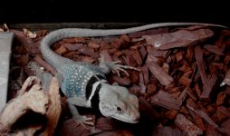 C dickersonae Pancho.JPG