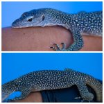 dori1.jpg
