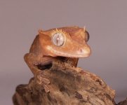Tony 10.5 grams (1).jpg