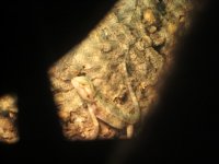 firsthatched 019.jpg