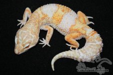 suntan giant.jpg