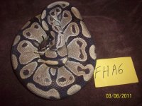 FHA6 a.jpg