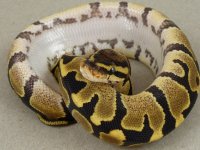 Fire male CSR1015_2.jpg