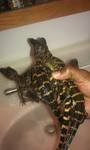 baby gators 1.jpg