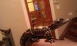 baby gator 2.jpg