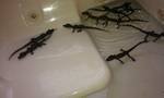 baby gator 3.jpg