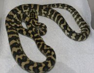 Female3(1).jpg