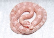 Bubblegum 2010.JPG