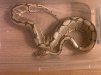 IMG00153-20110319-2319.jpg