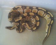 $10 ball python.JPG