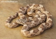 Gray Rat Snake_7633.jpg