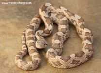 Gray Rat Snake_7629.jpg