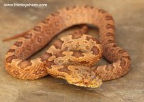 Everglades Rat Snake_7641.jpg