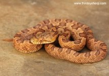 Everglades Rat Snake_7644.jpg