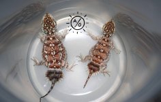 xtpair2.jpg