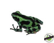 green-and-black-dart-frog-for-sale.jpg