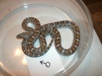 GP Rat male RR 3 ft Pic 2.JPG