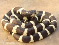 Cerbat Mountains California Kingsnake_7636.jpg