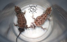 xtpair3.jpg