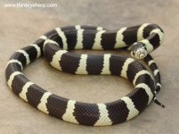 Cerbat Mountains California Kingsnake_7634.jpg