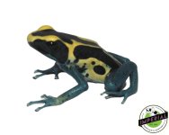 baby-patricia-poison-dart-frog-for-sale_6f26af86-b5f2-4e25-a276-7658bb22fb96.jpg