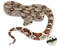 colombian-red-tail-boa-for-sale.jpg