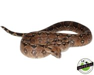 adult-central-american-boa-constrictor-for-sale.jpg