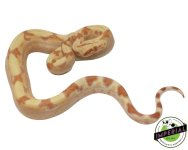 sunglow-boa-constrictor-for-sale_0c5cfa07-b546-4628-a9fd-d55f1c47d8f5.jpg