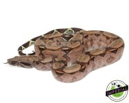 suriname-true-red-tail-boa-for-sale_c436928b-8356-455d-bb0a-c715721bbca4.jpg