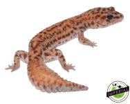 patternless-whiteout-fat-tail-for-sale.jpg