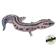 striped-whiteout-patternless-oreo-african-fat-tail-geckos-for-sale.jpg
