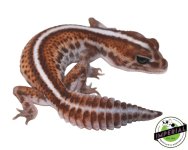 striped-patternless-african-fat-tail-gecko-for-sale.jpg