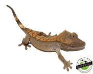 dalmation-crested-geckos-for-sale.jpg
