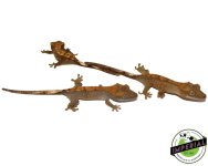 premium-crested-geckos-for-sale.jpg