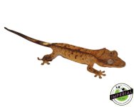 juvenile-crested-geckos-for-sale.jpg