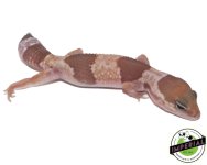caramel-albino-fat-tail-gecko-for-sale.jpg