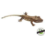 lilly-white-crested-gecko-for-sale.jpg