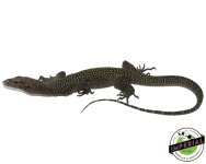 cb-blue-tail-monitor-for-sale.jpg