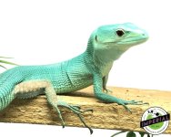 green-keeled-lizard-for-sale.jpg