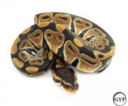 3-1.jpg