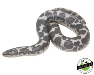 adult-anery-kenyan-sand-boa-for-sale.jpg