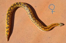 2021 Rough Scaled female 3 2.jpg