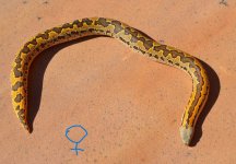 2021 Rough Scaled female 1 2.jpg