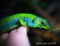 DSC_4517.jpg
