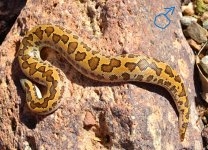 2021 Rough Scaled male 2 2.jpg