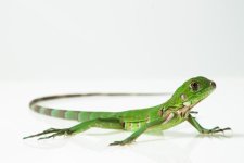 occasional_food_for_iguanas_501_2_600.jpg
