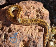 2021 Rough Scaled male 1 2.jpg