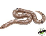 paradox-snow-kenyan-sand-boa-for-sale_1826f780-b662-435a-895c-704b2259cd40.jpg